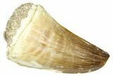 Fossil Prognathodontid Mosasaur Tooth - Morocco #374510-1